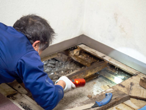 Best Attic Mold Remediation in Detroit Beach, MI