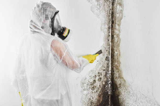 Best Insurance-Related Mold Remediation in Detroit Beach, MI
