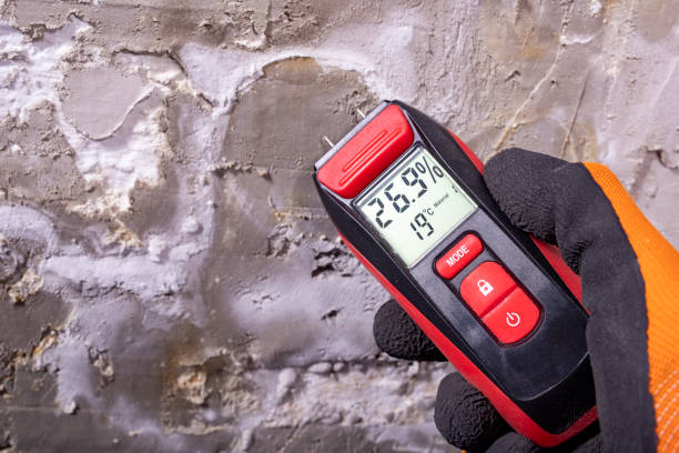 Best Emergency Mold Remediation in Detroit Beach, MI