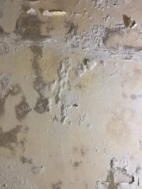 Detroit Beach, MI Mold Remediation Company