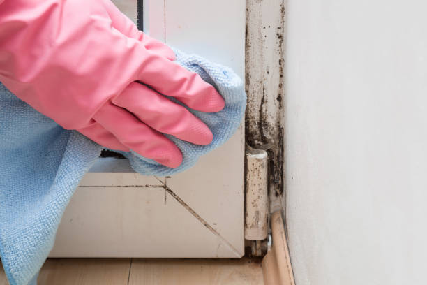 Best Basement Mold Remediation in Detroit Beach, MI