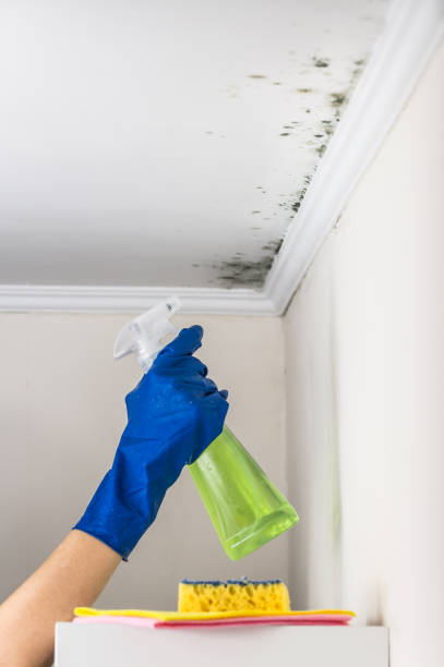 Best HVAC Mold Remediation in Detroit Beach, MI